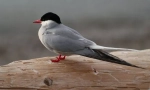 Prachok polar
