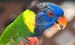 Prekrasne i pametne papagane