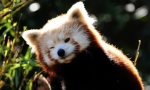 Crvena panda (foto): minijaturna vatrena medvjeda