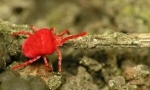 Crveno tick crveno drvo