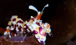 Harlequin plave škampe