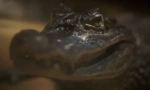 Krokodil: zanimljive činjenice o opasnom predatoru