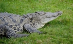 Crocodile ostrogly