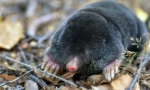 Mol