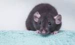 Rat dambo