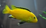 Labidochromis (labidchromis)