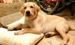 Labrador retriver