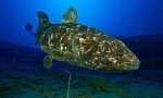Coelacanth