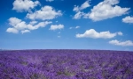Lavanda