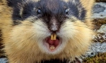 Lemming