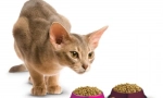 Leonardo: premium cat feed od pouzdanog proizvođača