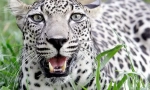 Leopard arabian
