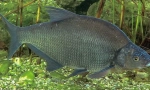 Bream crni amur