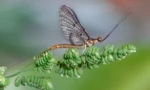 Larvae barovi i ribolov