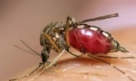 Žuta groznica, denga i zika, koje nose komarci