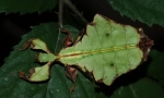 Lytsidka ceylon