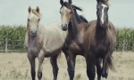 Konji: zanimljive činjenice o najplemenitijim životinjama 🐎