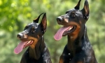 Najboljim kennelima dobermans