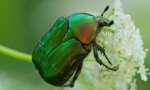 May beetle: opis, stil života i raznolikost