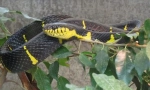 Mangrove snake