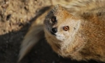 Mongoose (foto): neustrašivi lovac na zmiju