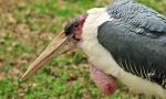 Marabou