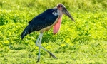 Marabou