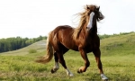Masty horses