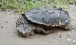 Matamata
