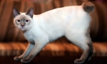 Mekong bobtail (foto): egzotična tajlandska mačka sa kratkim repom