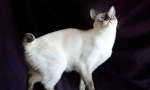 Mekong bobtail