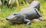 Missisypsky alligator