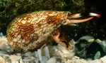 Mollusks cones