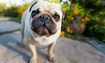 Puga