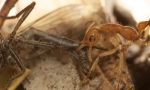 Ant dinosaur