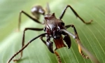 Ant-bullet