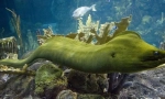 Moray green