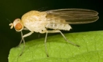 Ispiranje drosophila