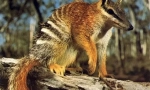 Nambat