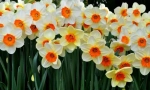 Narcis