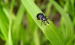 Insekti