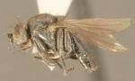 Fly-obala nafte