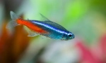 Neons (paraçeirodonidae)