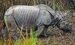 Indijski rinoceros