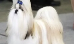 O pasmi pasa shi-tzu