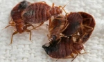 Obrada sobe iz bugs hot mag