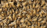 Javni insekti