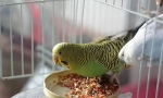 Valoviti pregled parrot feeda