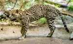 Ocelot (fotografije): dalitz dali i drugi fanovi egzotični