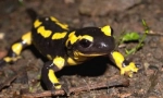 Vatra salamander